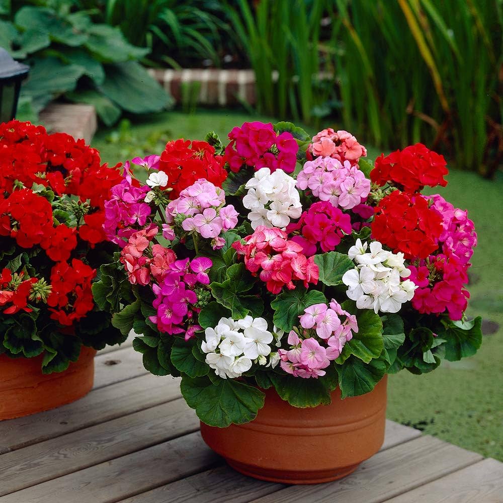 Mixed Geranium Flower Seeds for Vibrant Seasonal Blooms