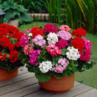 Mixed Geranium Flower Seeds for Vibrant Seasonal Blooms