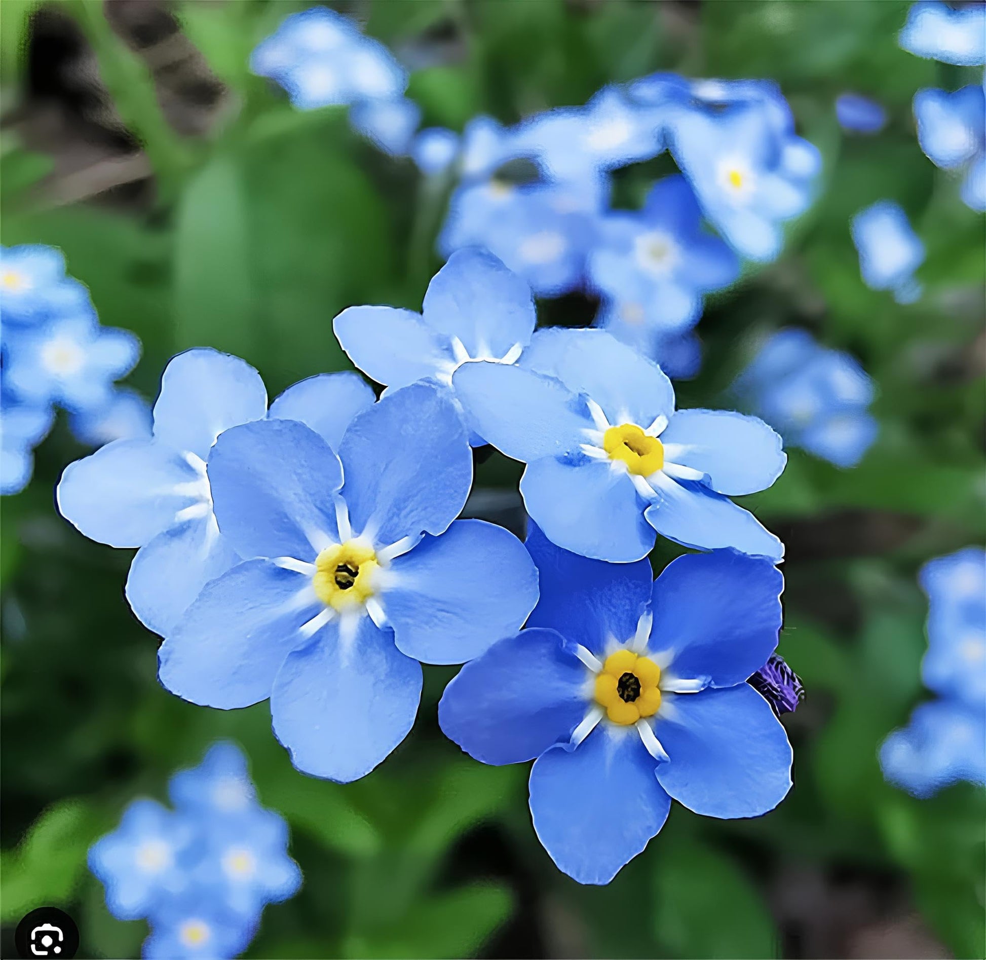 Myosotis Sylvatica Flower seeds for Planting Cottage Garden Essential Heirloom & GMO Free Seeds for Home Garden