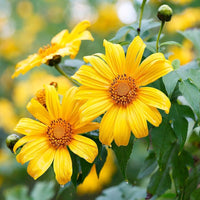 Yellow Torch MEXICAN Tithonia SunFlower seeds for Planting - Premium Quality, Heirloom & GMO Free Seeds for Home Garden