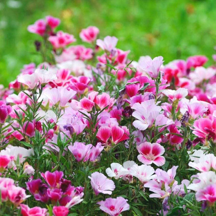 Clarkia Clarkia spp Flower Seeds for Planting in Flower Bed and Garden