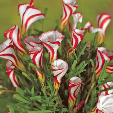 Red Oxalis Versicolor Flower seeds for Planting - Hardy Variety, Heirloom & GMO Free Seeds for Home Garden