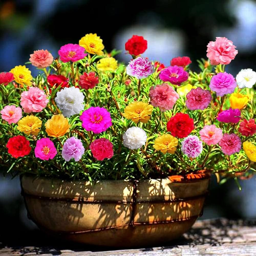 Portulaca Grandiflora Flower seeds for Planting Seasonal Bloomer Heirloom & GMO Free Seeds for Home Garden 
 
 Sale