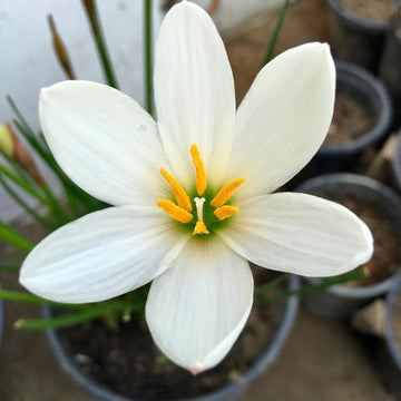 Rain Lily Zephyranthes spp. seeds mix for planting in urban gardens