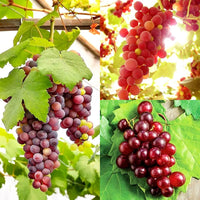 Hardy perennial Grape Vine with green foliage