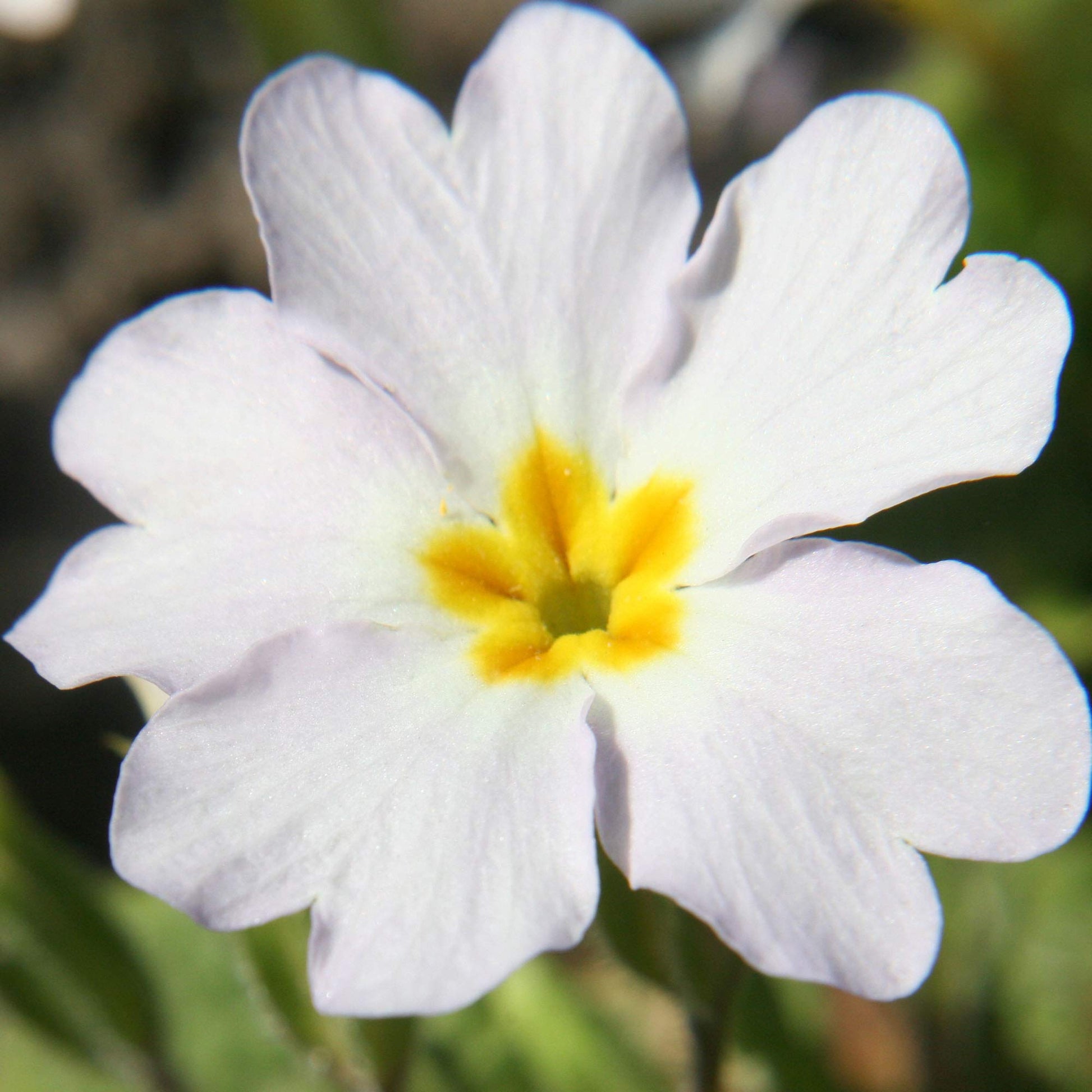Green White Primrose Flower seeds for Planting - Perfect for Borders, Heirloom & GMO Free Seeds for Home Garden