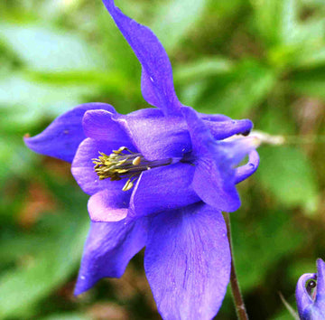 Purple Columbines Flower seeds for Planting Bright Blooms Heirloom & GMO Free Seeds for Home Garden 
 
 Sale