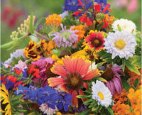 Low-Growing Wildflower Mix Seeds – Easy Germination with Fresh Aroma