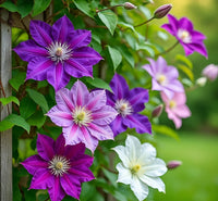 Clematis mix for planting in a flowering garden