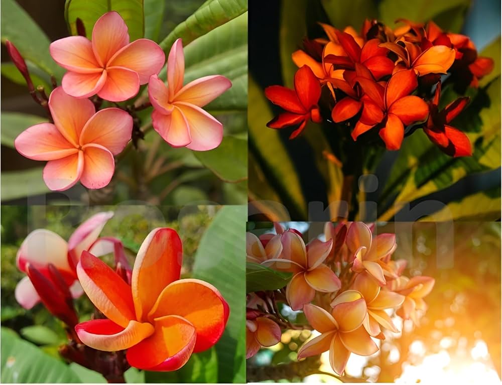 Orangen Plumeria Plumeria spp Flower Seeds for Planting in Tropical Garden