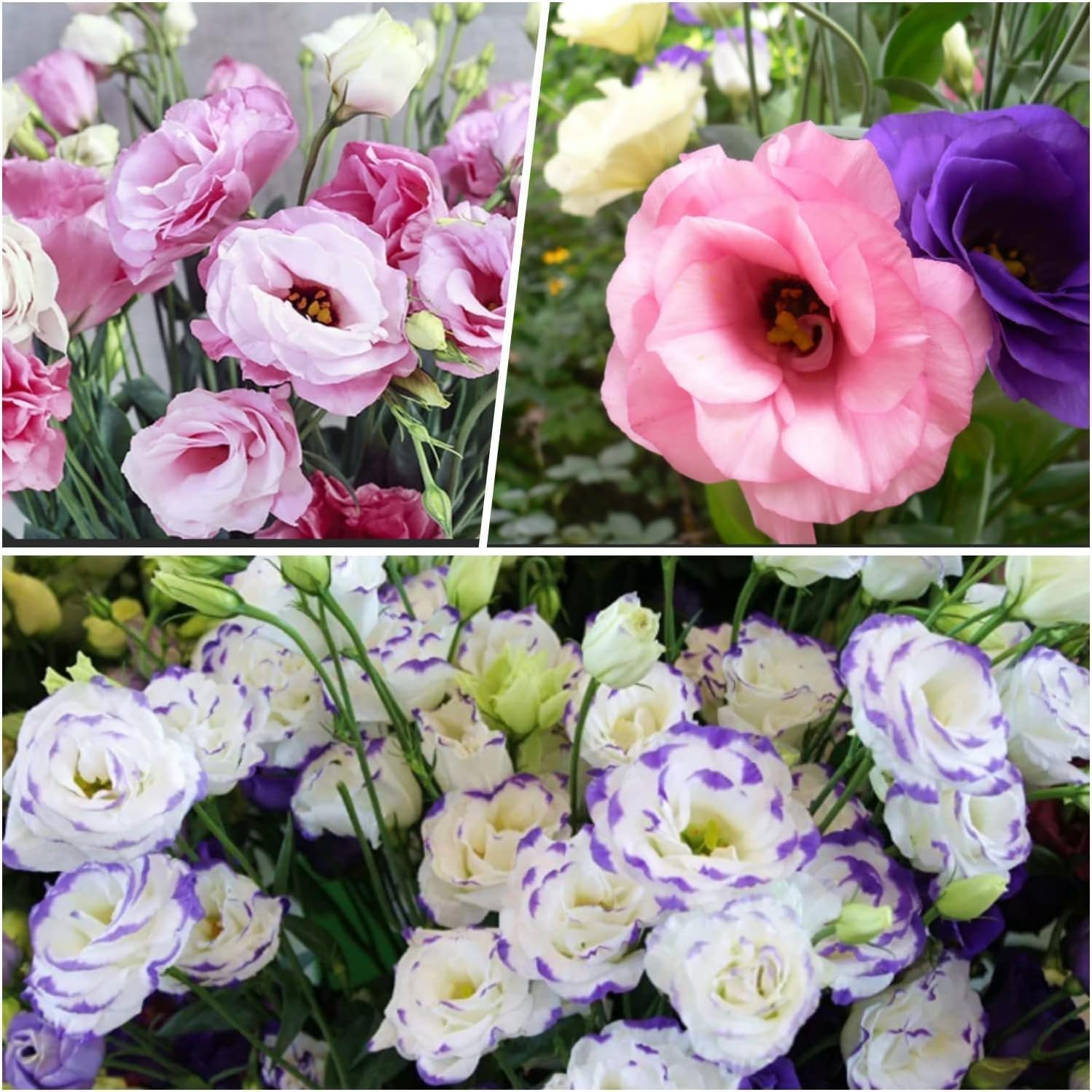 Eustoma Mix Flower Planting Seeds - Vibrant Blooms for Your Garden