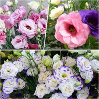 Eustoma Mix Flower Planting Seeds - Vibrant Blooms for Your Garden