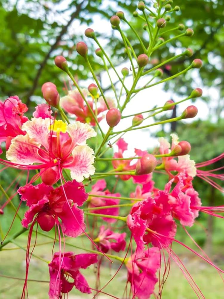 Pink Caesalpinia Pulcherrima Flower Planting Seeds | Vibrant Tropical Blooms for Your Garden