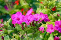 Four O’Clock Flower with violet pink blooms growing in a sunny garden.
