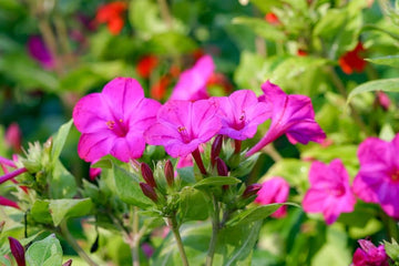 Four O’Clock Flower with violet pink blooms growing in a sunny garden.
