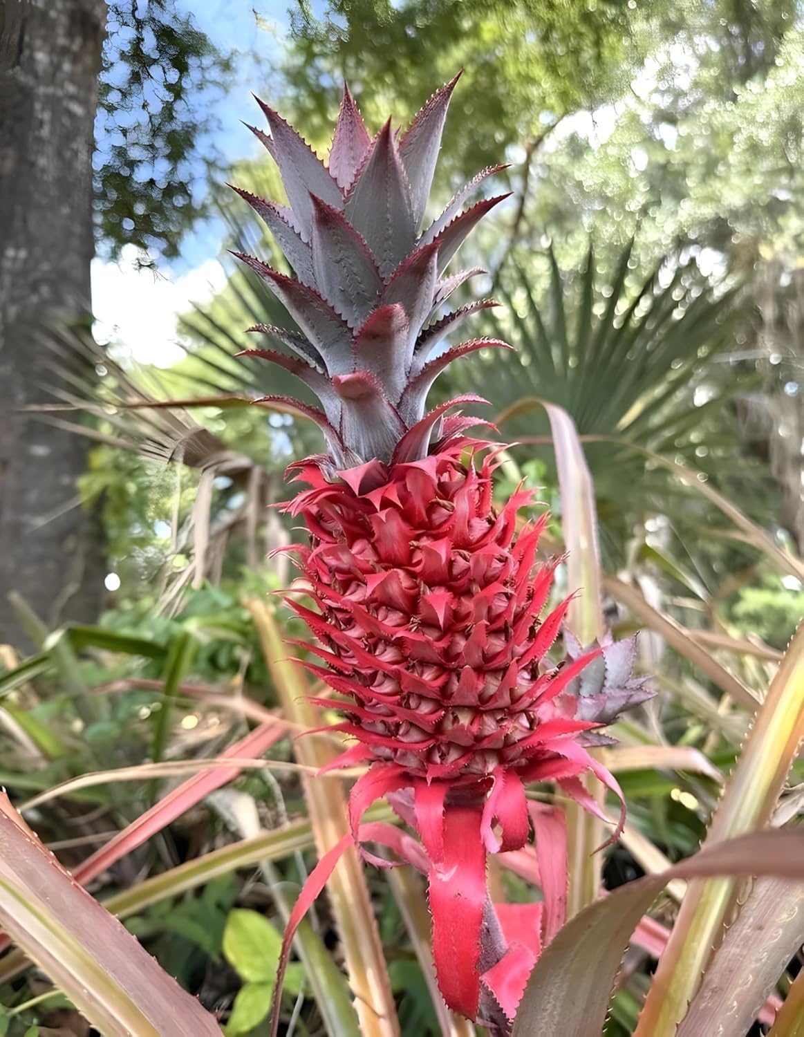 Pink pineapple fruit seeds for planting in home gardens and containers.