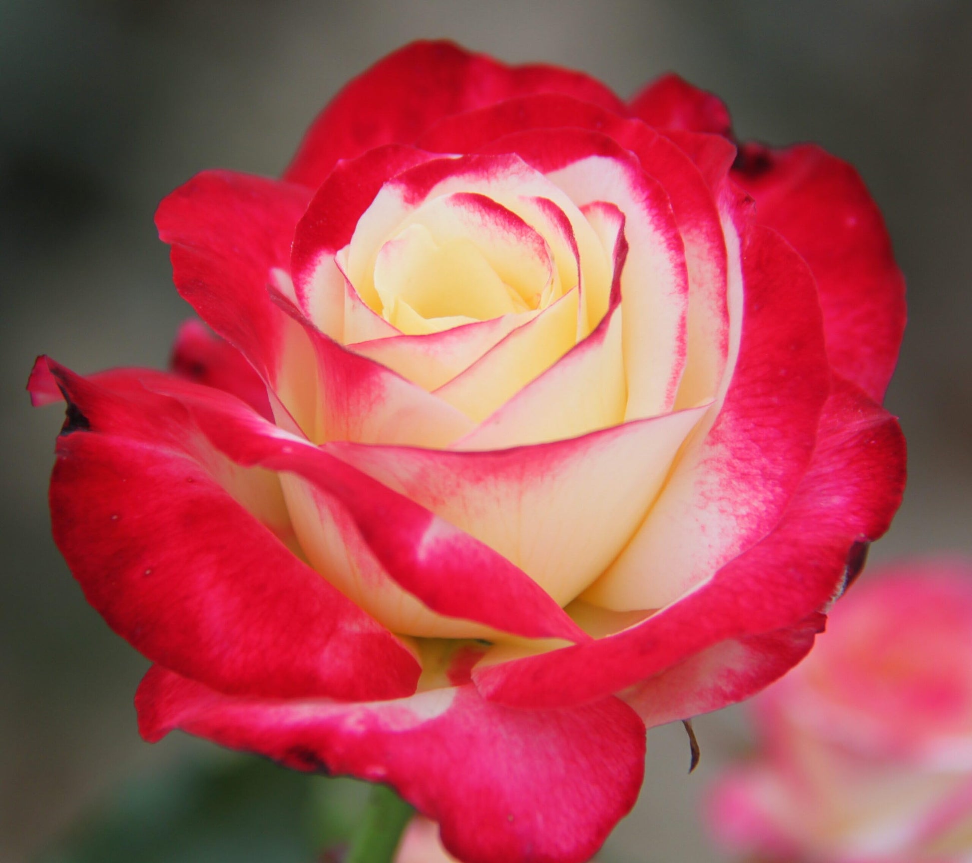 Double Delight Hybrid Tea Rose Flower seeds for Planting Garden Favorite Heirloom & GMO Free Seeds for Home Garden