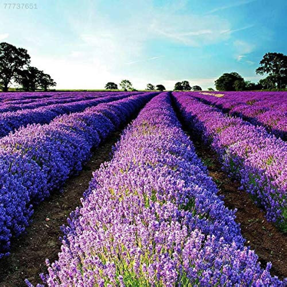 Lavender Beebal Flower seeds for Planting - Perfect for Borders, Heirloom & GMO Free Seeds for Home Garden
