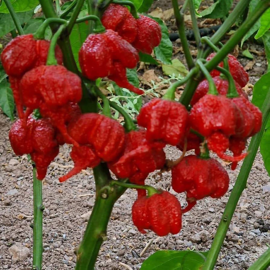 Mature Reaper chili peppers on a healthy green plant
