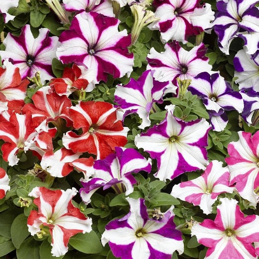 Pelletta Petunia Semi Candypops Picotee Mix Pops Candy Flower
