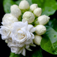 White jasmine vine covered with elegant white flowers in an outdoor garden.

