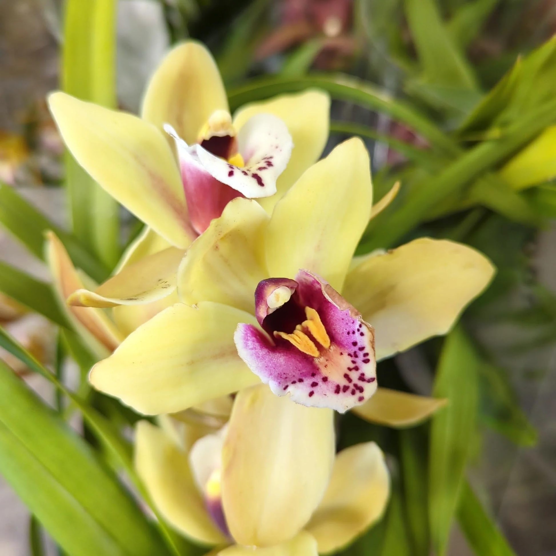 Cream Cymbidium Flower seeds for Planting - Pollinator Friendly, Heirloom & GMO Free Seeds for Home Garden