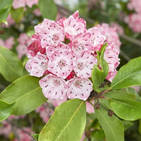 Mountain Laurel Seeds Kalmia Latifolia for Planting Woodland Shrubs