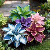 Mixed Hosta Roots for Shade Gardens, Borders, Containers & Outdoor Landscapes