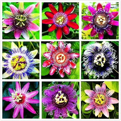 100 Pcs