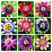 Passiflora Passiflora spp Mixed Flower Seeds for Planting in Flower Bed