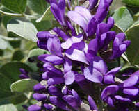 Secundiflora Flower seeds for Planting Drought Tolerant Heirloom & GMO Free Seeds for Home Garden 
 
 Sale for planting in home garden