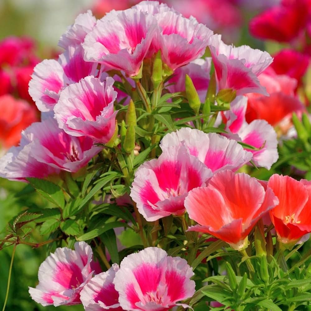 Mixed Godetia Grandiflora Monarch Flower seeds for Planting - Sun Loving, Heirloom & GMO Free Seeds for Home Garden