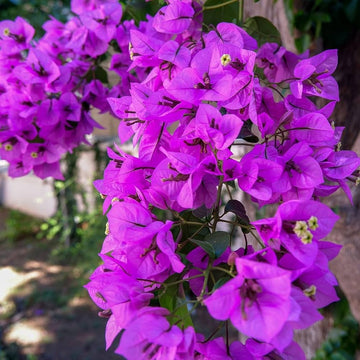Bougainvillea Flower Seeds for Planting  Dark Violet, Stunning Garden Climber