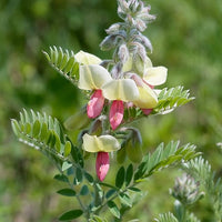 Goat's (Goat's Rue) seeds for planting in home garden