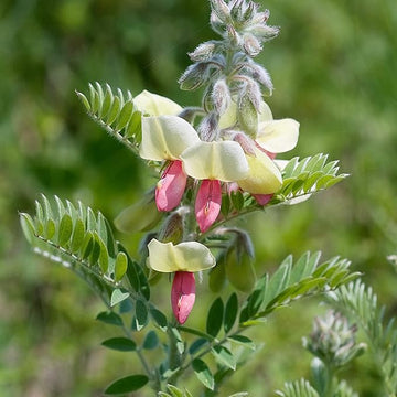 Goat's (Goat's Rue) seeds for planting in home garden