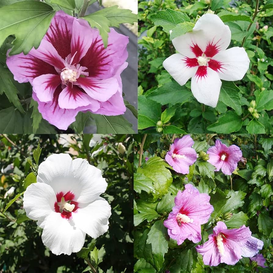 Rose of Sharon Hibiscus Seeds Flower seeds for Planting Low Maintenance Heirloom & GMO Free Seeds for Home Garden