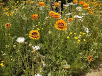 Orange Prince Venidium Seeds for Vibrant Orange Flowers