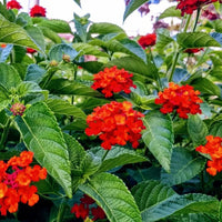 Lantana Seeds for Planting Lantana Camara flower bed patio garden