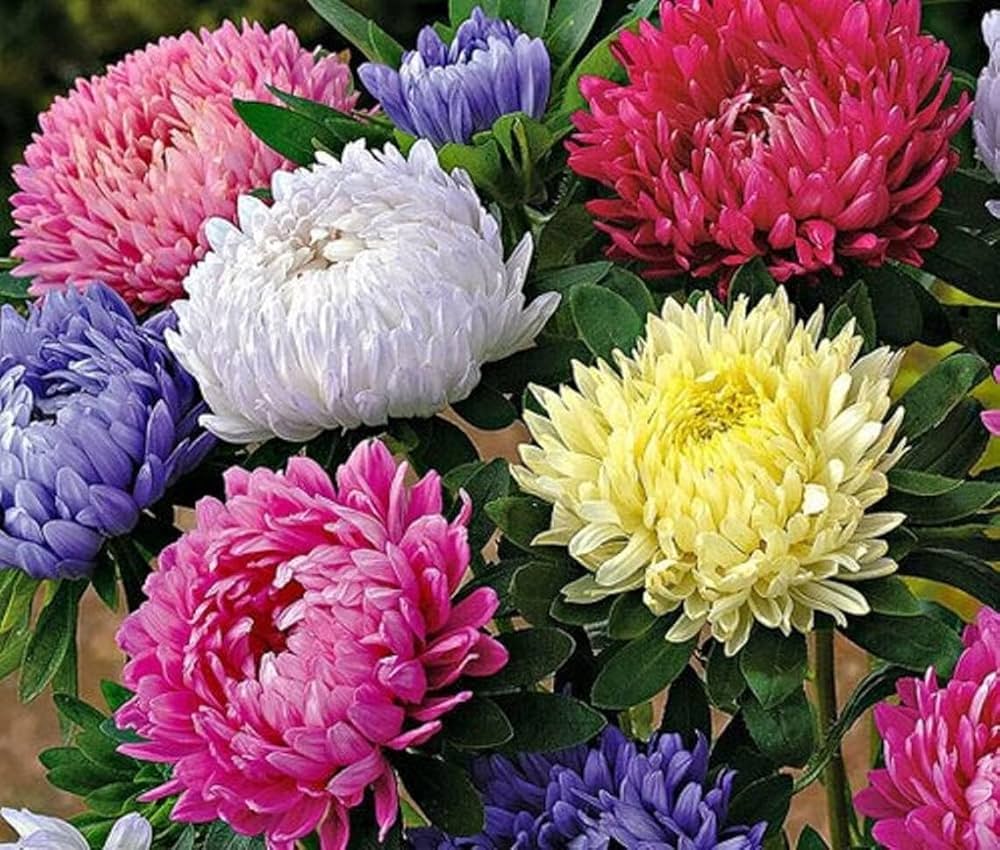 Aster King Size Mix Seeds – Large Colorful Flowers for Home Garden Planting