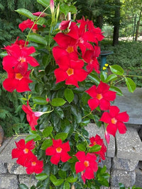 Sanderi Flower seeds for Planting Shade Tolerant Heirloom & GMO Free Seeds for Home Garden 
 
 Sale