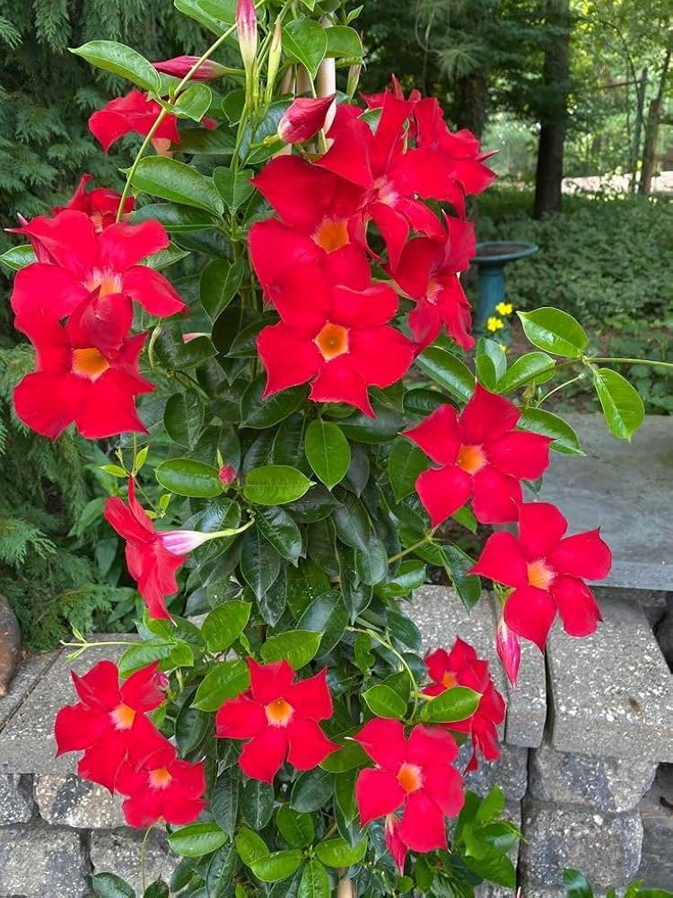 Mandevilla Red Sanderi Flower Seeds for Planting  Vibrant Climbing Blooms