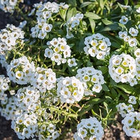 Alyssum Flower seeds for Planting Compact Growth Heirloom & GMO Free Seeds for Home Garden
