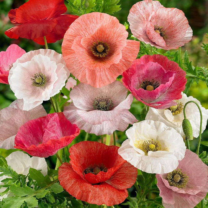 Ballerina Mix Poppy Seeds for Elegant, Colorful Poppy Flowers