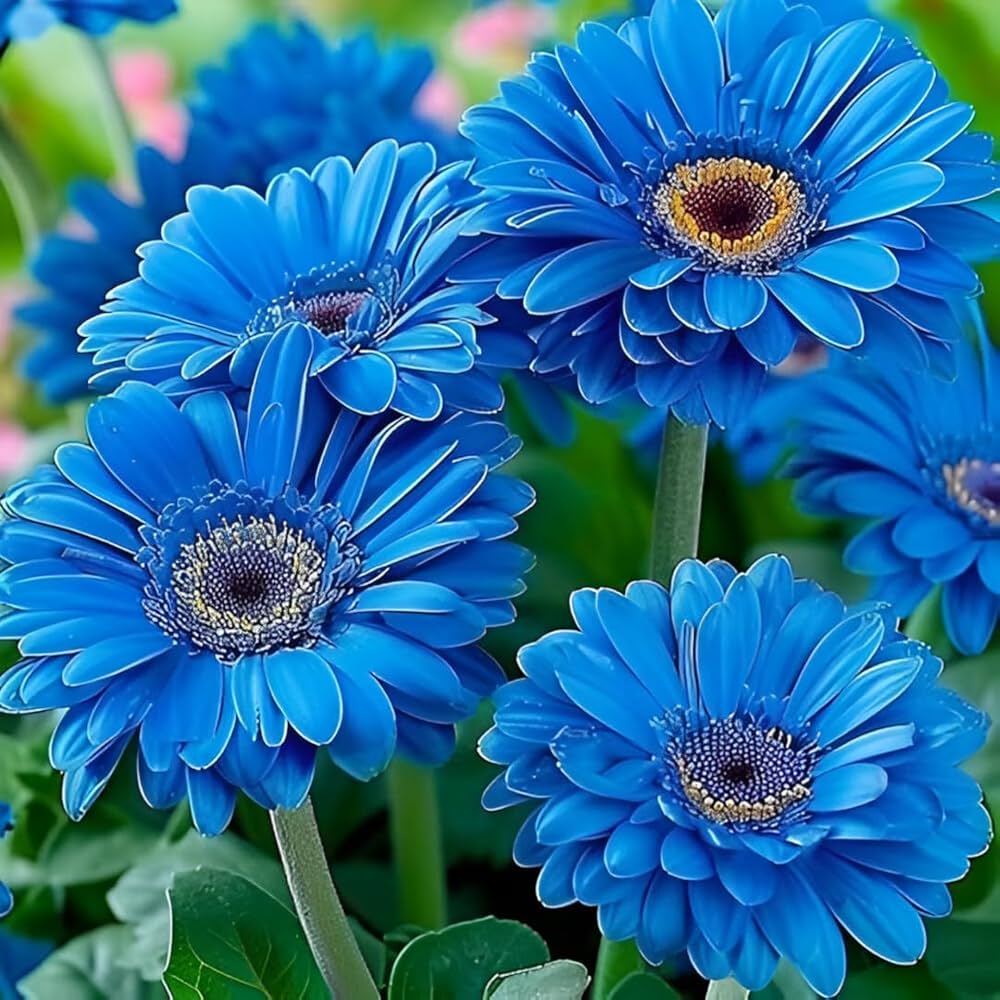 Blue Gerbera Daisy Flower Seeds for Planting – Heirloom Non-GMO Ornamental Flower Seeds for Home Gardens, Borders & Containers