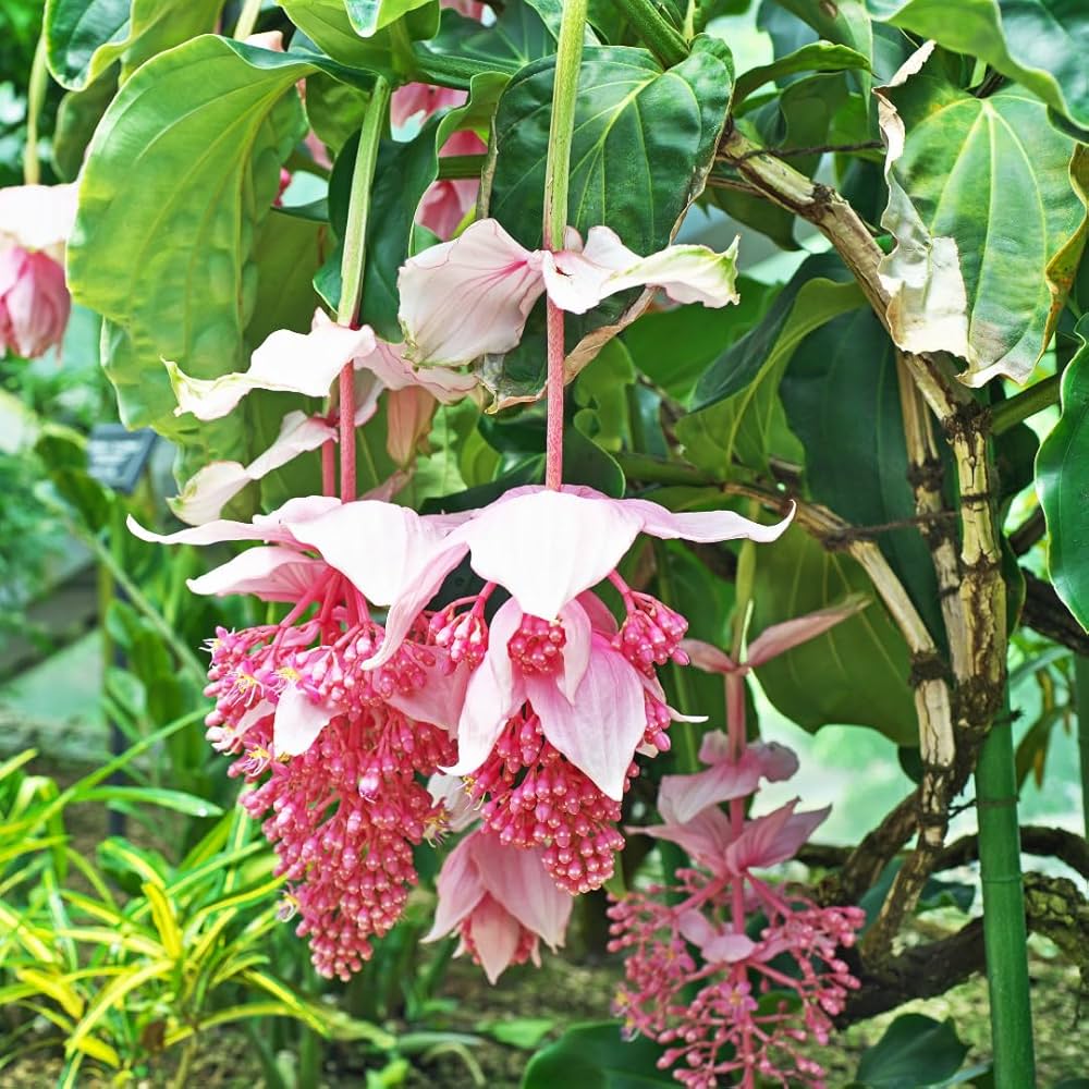 Pink Myriantha Flower seeds for Planting - Shade Tolerant, Heirloom & GMO Free Seeds for Home Garden