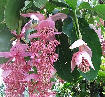 Medinilla Magnifica Seeds for Exotic Flower Planting