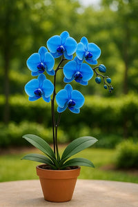 Orchidee Flower seeds for Planting - Cut Flower Favorite, Heirloom & GMO Free Seeds for Home Garden
