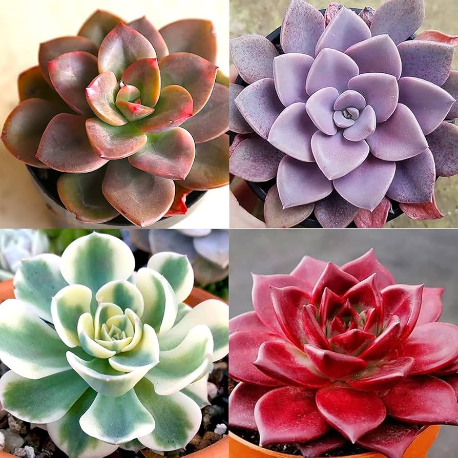 Heirloom Echeveria Flower seeds for Planting Compact Growth Heirloom & GMO Free Seeds for Home Garden