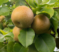 Asian Korean Pear Fruit Seeds for Planting – Heirloom Non-GMO Pear Tree Garden Seeds