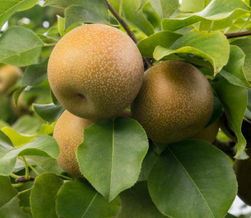 Asian Korean Pear Fruit Seeds for Planting – Heirloom Non-GMO Pear Tree Garden Seeds